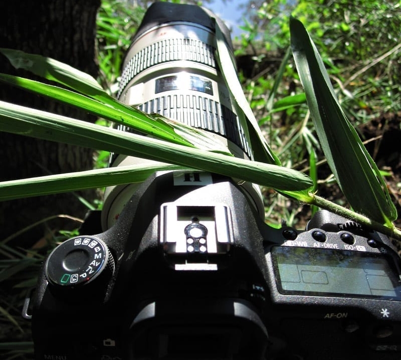 Canon 5D Mark II outside with green foliage